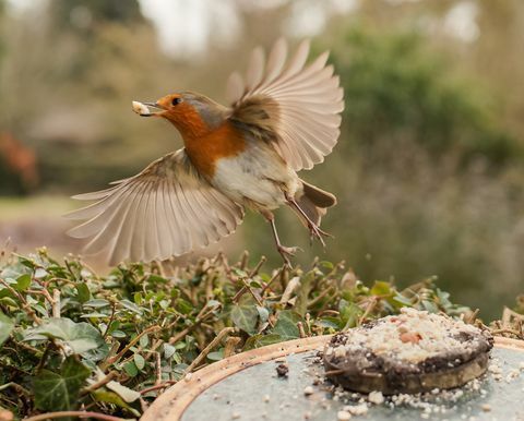 fuglefotografering hage dyreliv