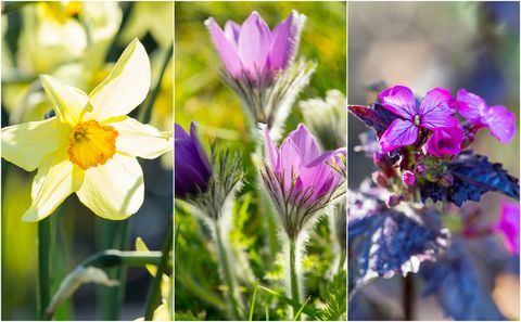 våren blomstrer