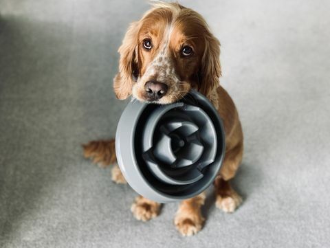 spaniel holder en bolle