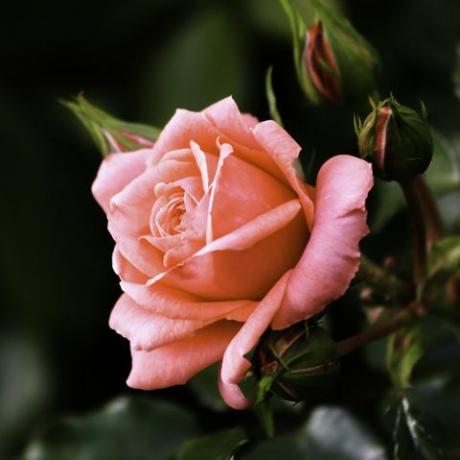 nærbilde av blomstrende roseblomst
