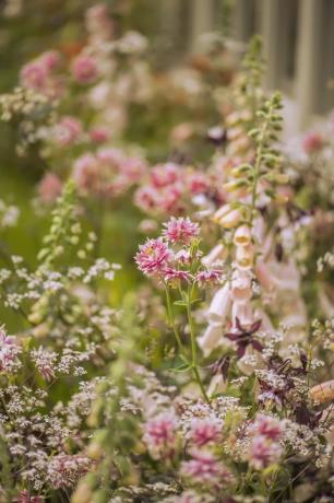 revebjelle blomster chelsea blomsterutstilling