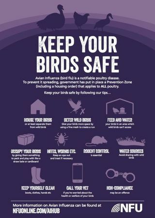 Hvordan beskytte fjærkre mot fugleinfluensa i år