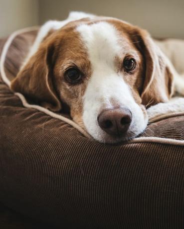 nærbilde portrett av hund liggende