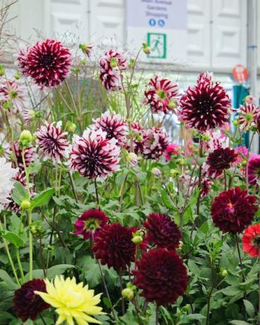 september 2021, rhs chelsea flower show, london, england, uk blomster utstilt inne i den store paviljongen dahliaer