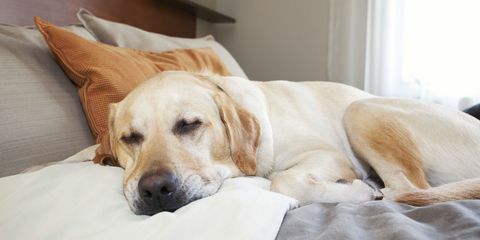 labrador sover