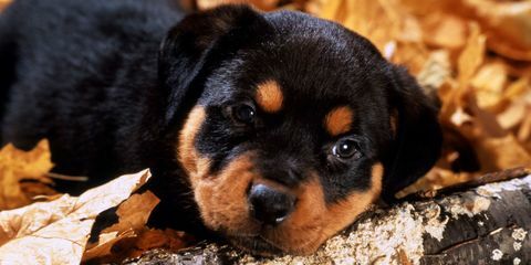 rottweiler valp