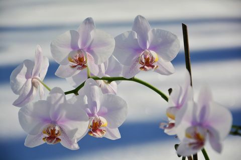 Nærbilde av kirsebærblomster