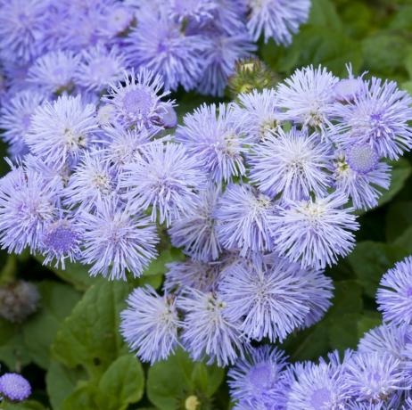 nærbilde av en seng av ageratum blå blomster