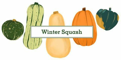 16 typer squash