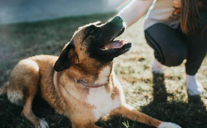 blandingshund på gress