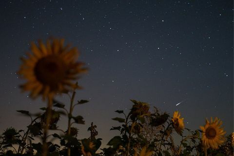 tatarstan, russia 12. august 2016 en utsikt over den perside meteordusjen fra et solsikkefelt yegor aleyevtass foto av yegor aleyev \ tass via getty images