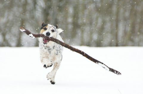 En Jack Russell som løper med en pinne i snøen