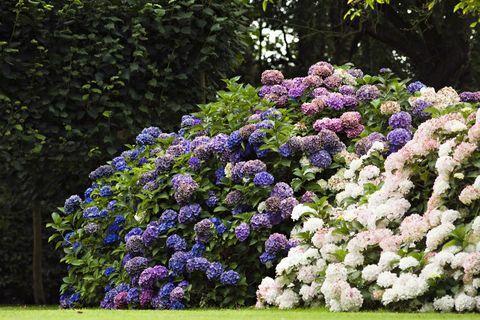 Hortensia blomster i hagen