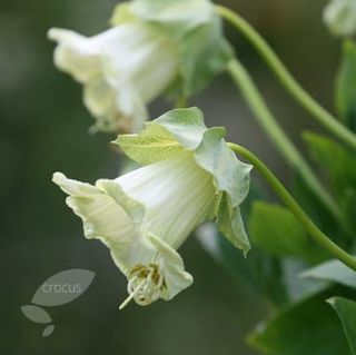 Kopp og tallerken vinranke Cobaea scandens