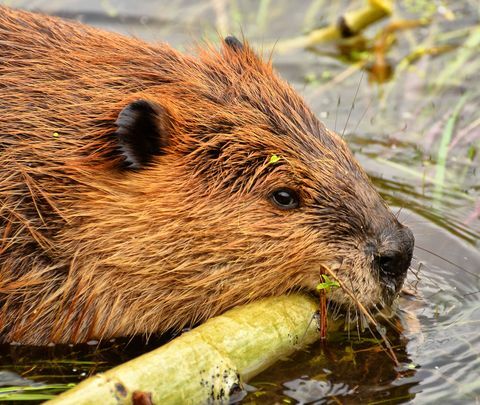 Beaver svømming holder gren