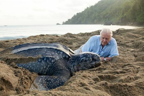 blue planet 2, david attenborough