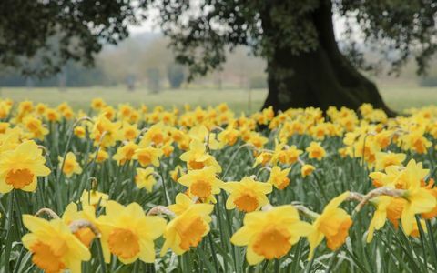 Nærbilde av påskeliljer som vokser i hagen på Wimpole Estate, Cambridgeshire. © National Trust Images Justin Minns