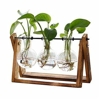 Plante Terrarium 