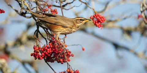 Redwing på gren med bær