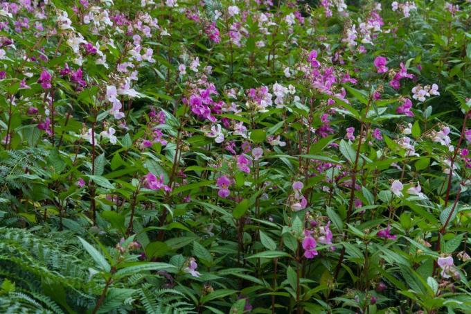 himalaya balsam