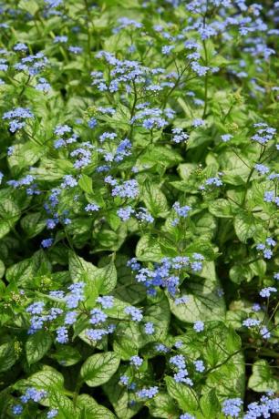 siberian bugloss brunnera macrophylla jack frost