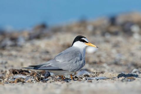 Liten tern på stranden om sommeren.