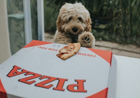 en håpefull sandfarget cockapoo-valp har sett en pizzarester på toppen av en takeaway pizzaboks, han ser sjansen og griper muligheten til å ta pizzaen og løpe