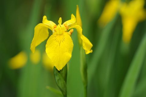 Gul Iris (Iris pseudacorus)