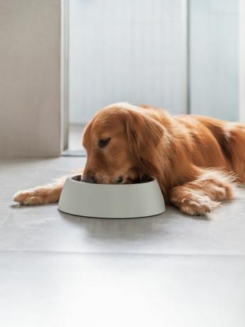 golden retriever som ligger på gulvet og spiser