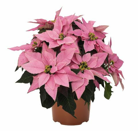 Wyevale Garden Centers lanserer eksklusive Poinsettia - tusenårsrosa