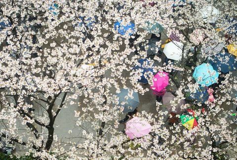 Kirsebær blomstrer ved Wuhan universitet i Kinas sentrale Hubei-provins.