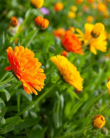 fargerike engelske blomster