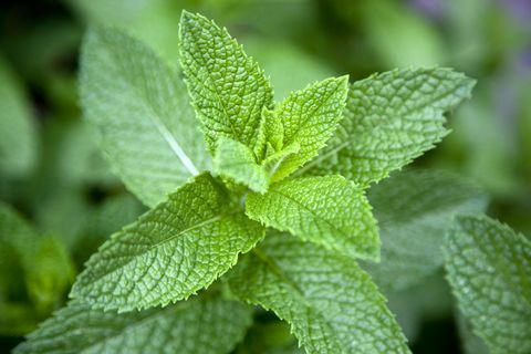 Blader på en mynteplante (Lamiaceae), nærbilde