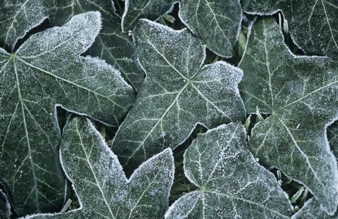 Eføy dekket av frost