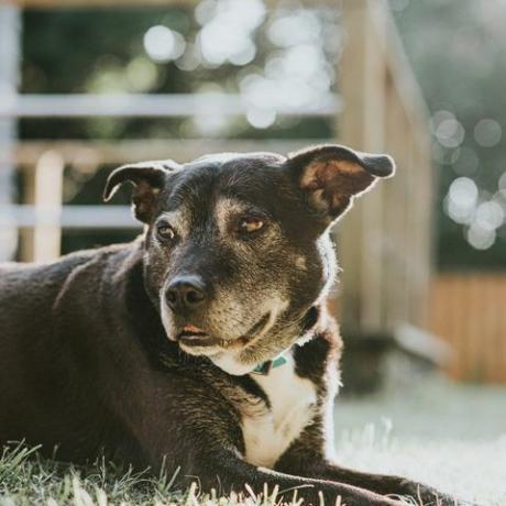 svart hund liggende på gresset i en solrik hage