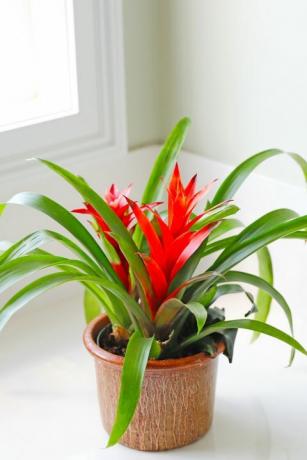 populære potteplanter levende bromelia, aksent hjørne av lyst bad