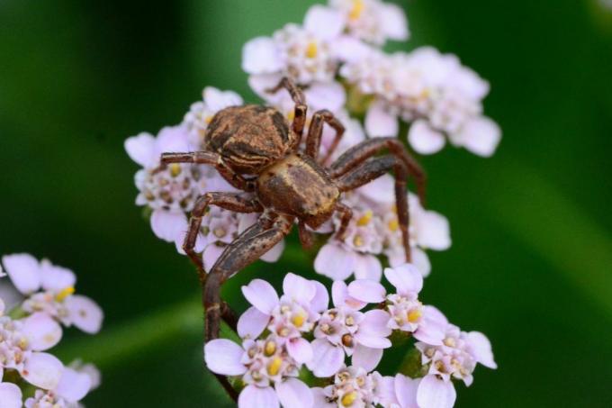 uk edderkopper – vanlig krabbeedderkopp