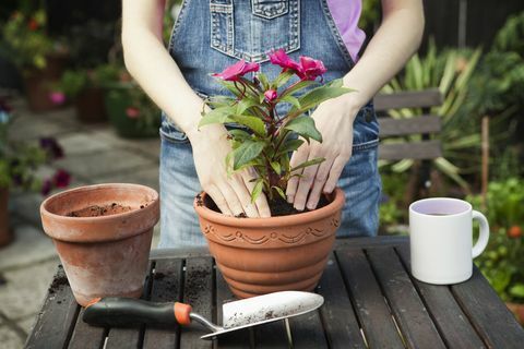 nærbilde av hender som repotting anlegget