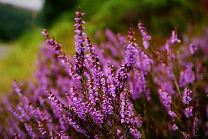 Nærbilde av lilla lyng som blomstrer på felt