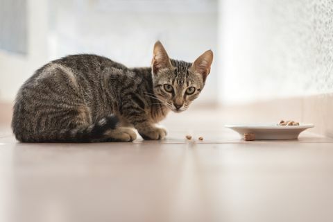 Tabby-kattunge som spiser fra en skål utenfor