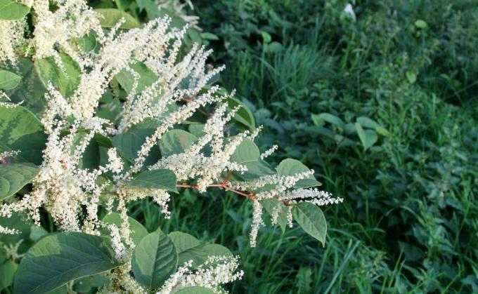 japansk knotweed-blomstring, invasivt ugress, klassifisert som kontrollert avfall under miljøvernloven 1990, det vokser fra små fragmenter av jordstengler, det underjordiske nettverket av stengler og røtter, sprer det seg lett og kan jobbe seg gjennom betong og asfalt, røttene kan gå ned til 3 meter dype her i Storbritannia, og å ha dette ugresset i hagen din kan senke verdien av huset ditt ved flere tusen