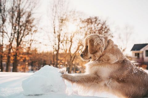 Golden retriever-hund som skyver en gigantisk snøball