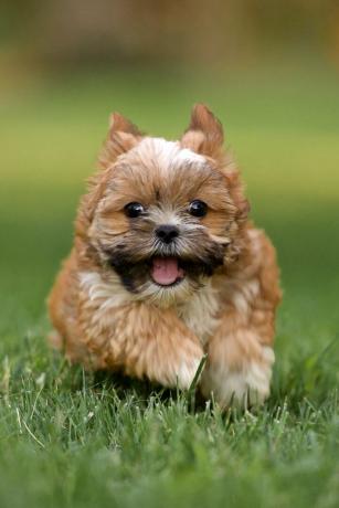 Shorkie Puppy Running in Grass