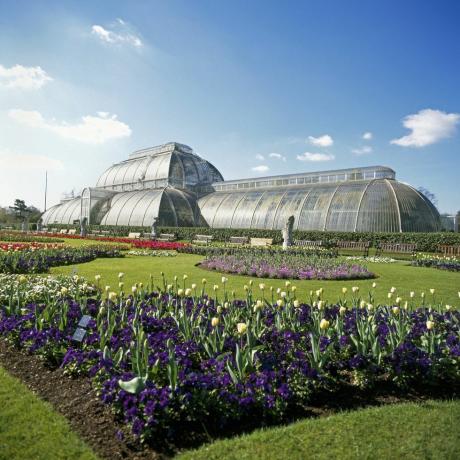 Palm House vinterhage og blomster Kew Gardens