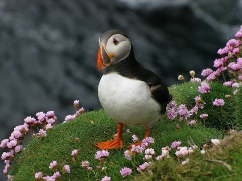 Atlantisk lundefugl på Shetlandsøyene
