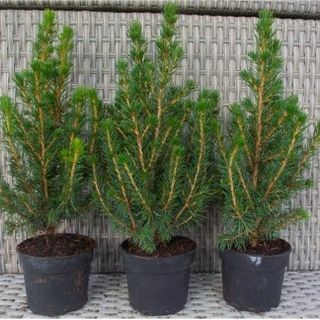Mini juletrær - Picea - Ideell for borddekorasjon