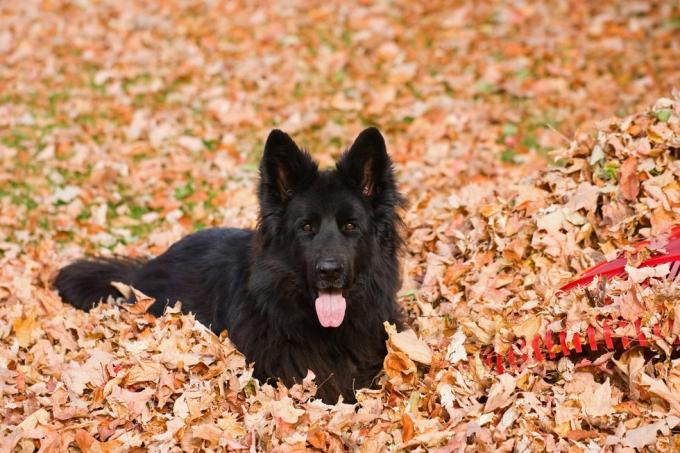 en renraset svart, langhåret schæferhund i en haug med tørre løv ved siden av en rød plastrive