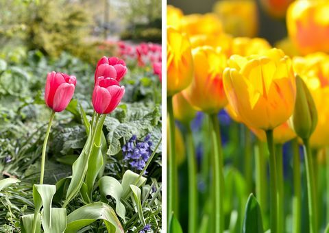 landlevende blomsterløk på hjemmebasen