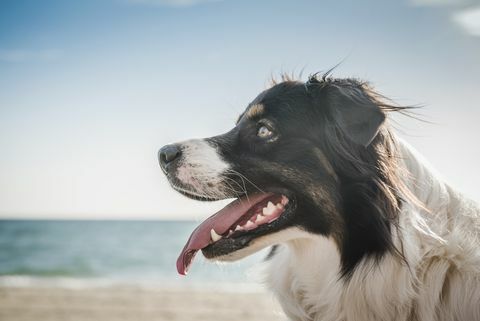 Hund på stranden