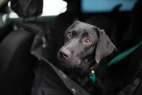 svart labrador i automatisk hengekøye transformator